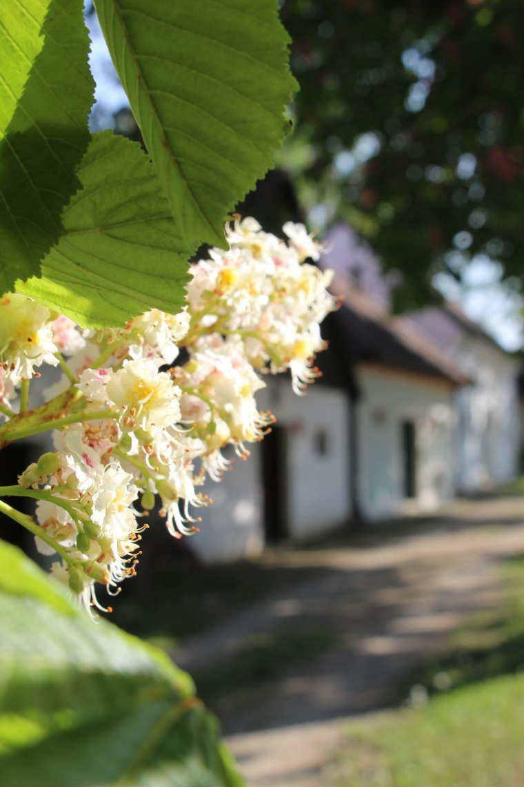 Kastanie, © Weinviertel Tourismus