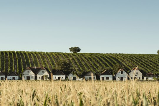 in der Diepolzer Kellergasse, © Weinviertel Tourismus / Michael Reidinger