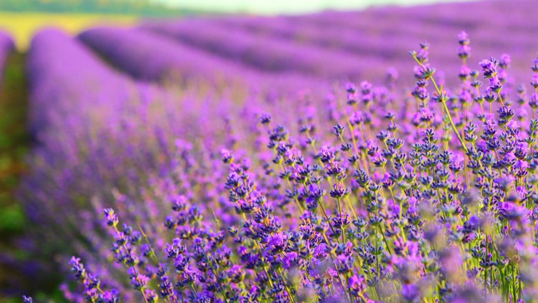 Lavendel, © Weinviertel Tourismus