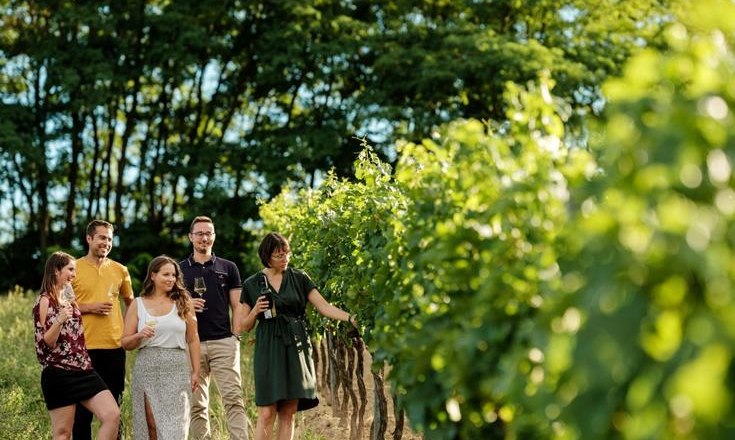 Weinwanderung mit dem Weingut Neustifter, © Michael Reidinger