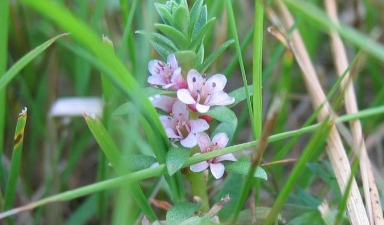 Meerstrandmilchkraut, © Adolf Haider