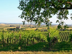 Unterretzbacher Marterlwanderweg, © Weinviertel Tourismus / Wolfgang Gerzer