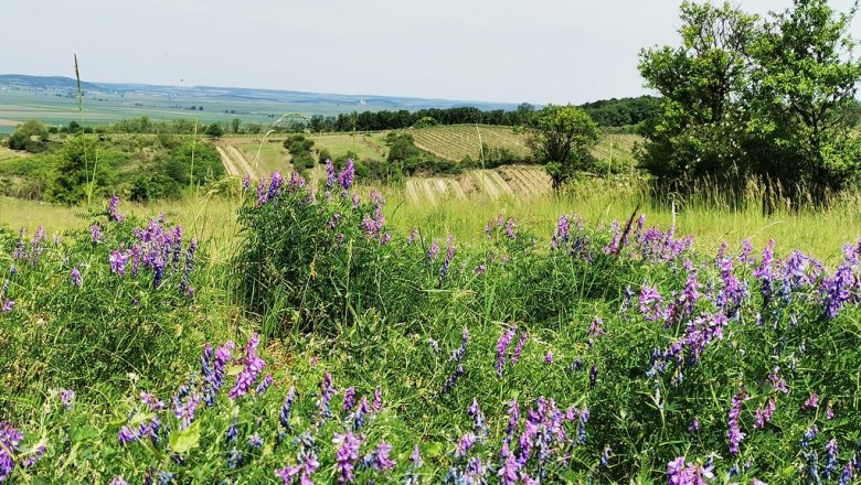 Wunderschöner Ausblick von der Reithe, © Weinstraße Weinviertel