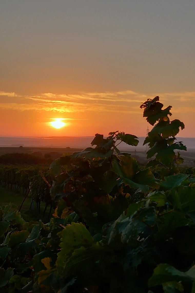 Blick in den Weingarten, © Sonja Schmid