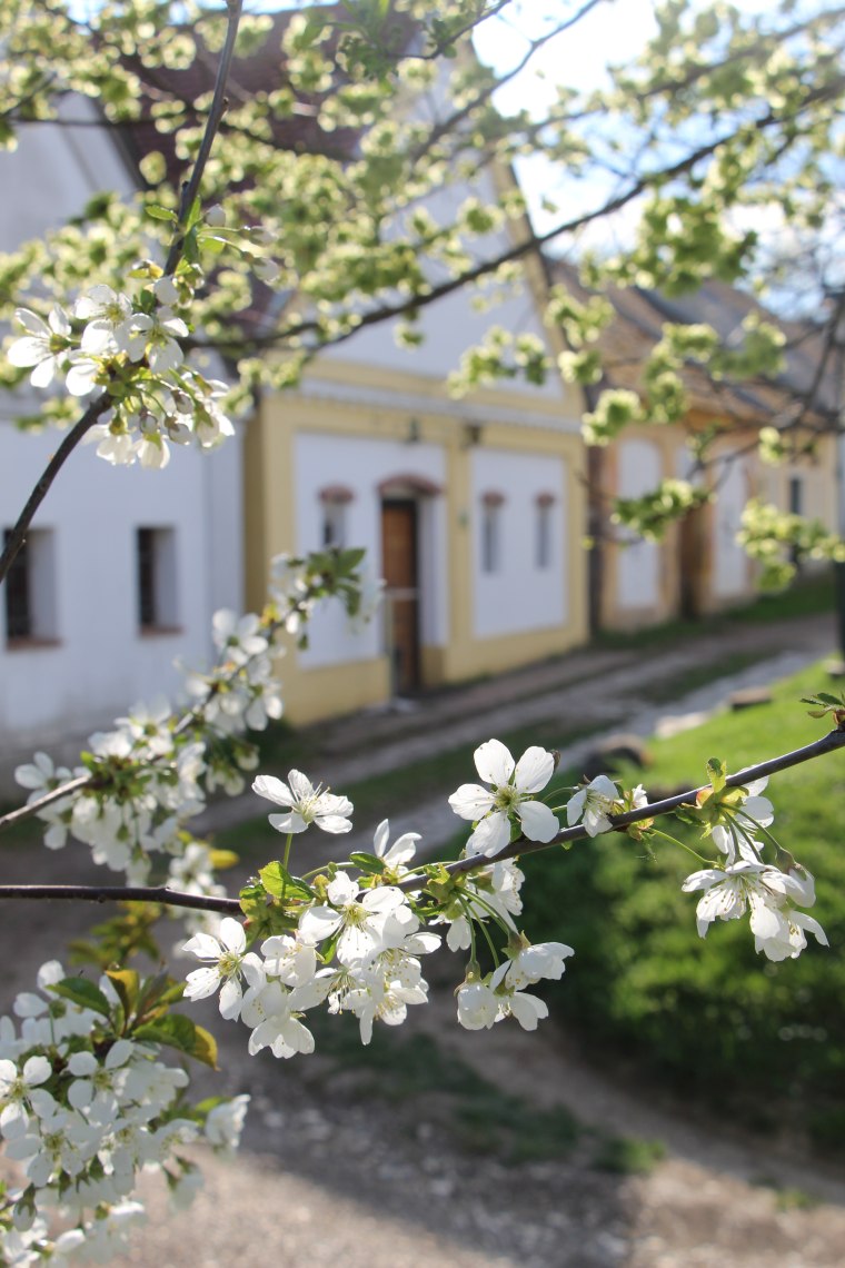 Blüte in Kellergasse, © Weinviertel Tourismus