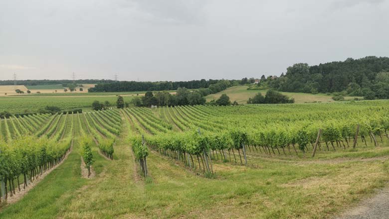 Weingarten rund um Hagenbrunn, © Kandlhofer