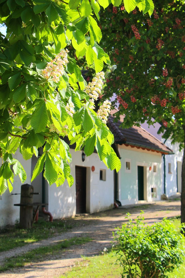 Kastanie, © Weinviertel Tourismus