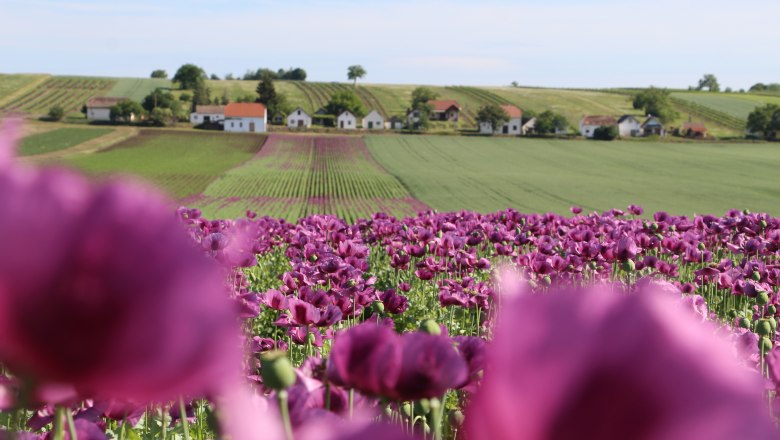 Mohn, © Weinviertel Tourismus