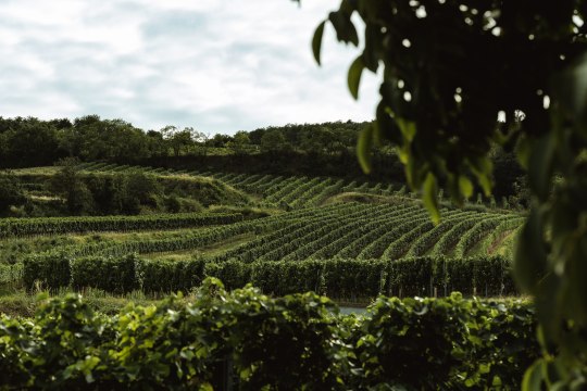 beeindruckenden Weinreben, © Weinviertel Tourismus / Michael Reidinger