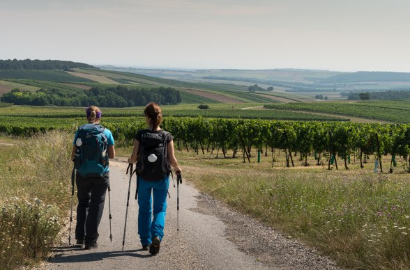 Jakobsweg Weinviertel, © Weinviertel Tourismus / Mandl