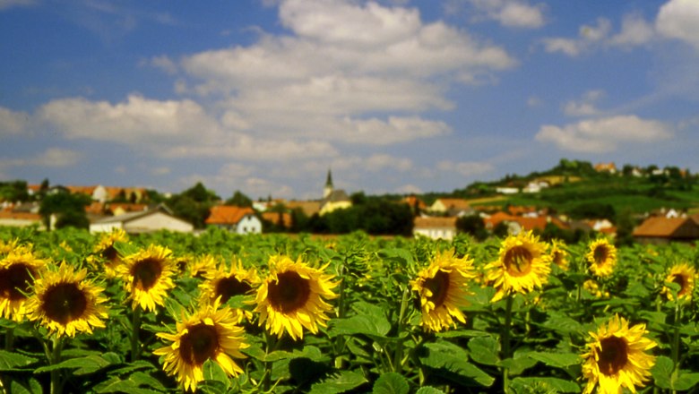 Sonnenblumenfeld, © Gerhard Trimmel