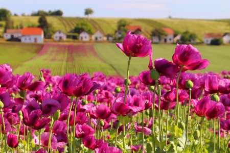 Mohnblüte, © Weinviertel Tourismus