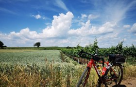 Radtourenempfehlung - Weinerlebnistour Pulkautal, © Weinstraße Weinviertel West