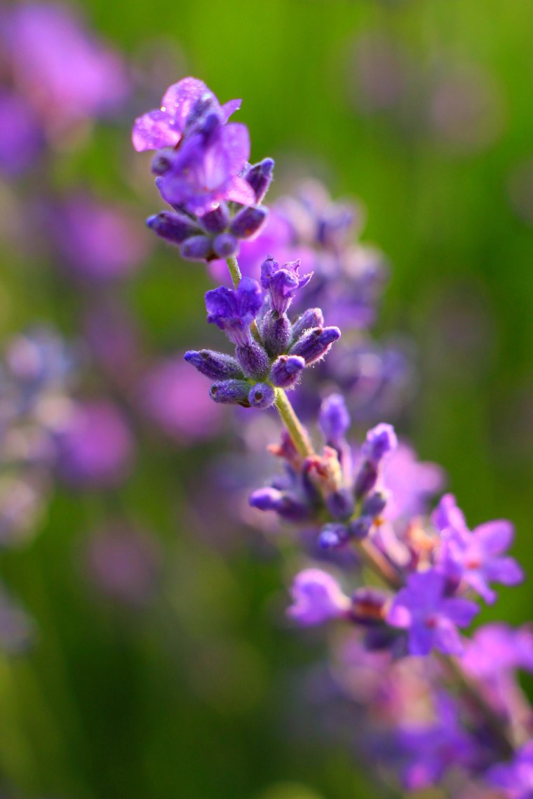 Lavendel, © Weinviertel Tourismus