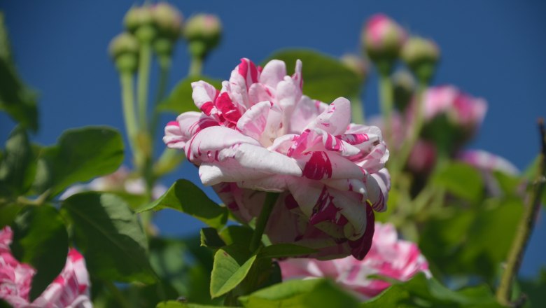 Rosenblüte Wilde Wiese, © Brigitte Mahr