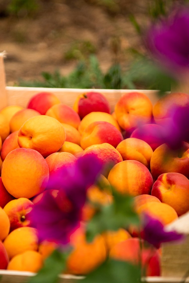 Fruchtige Marillen, © Weinviertel Tourismus / Robert Herbst