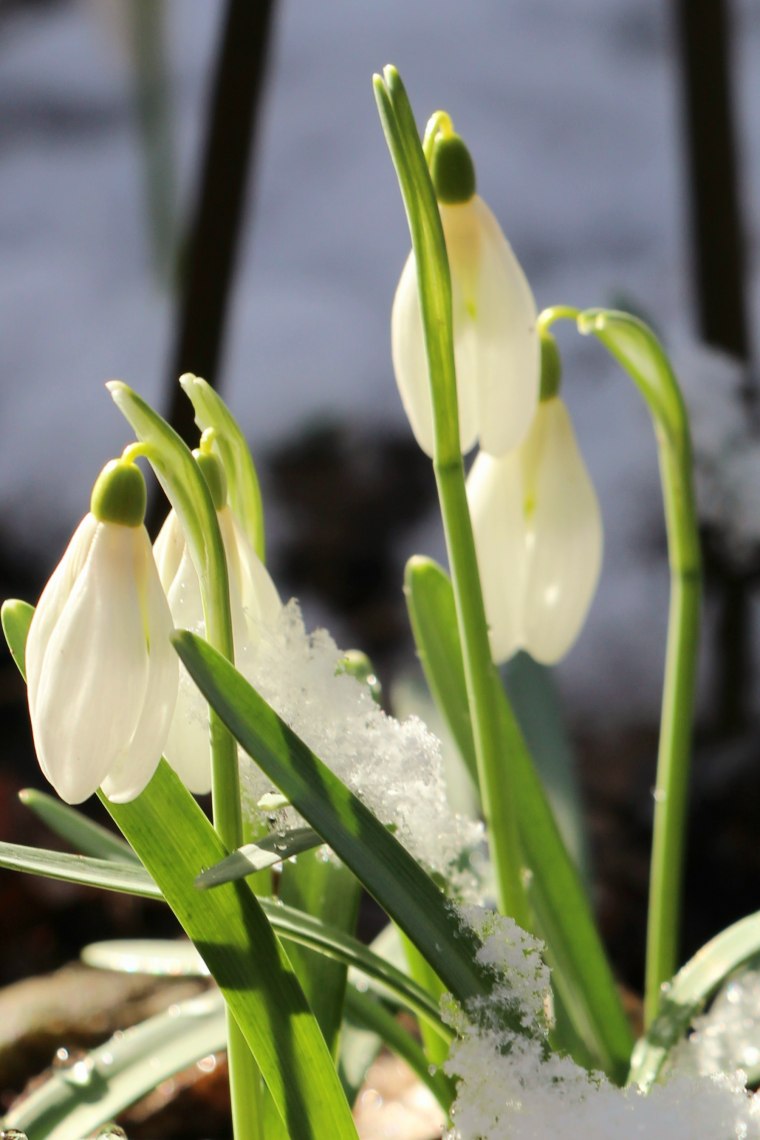 Schneeglöckchen, © Weinviertel Tourismus