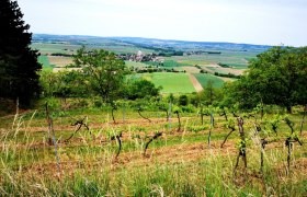 Der traumhafte Ausblick lohnt sich, © Weinstraße Weinviertel