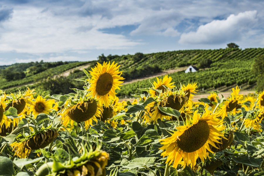 Sonnenblume, © NÖW / Liebert