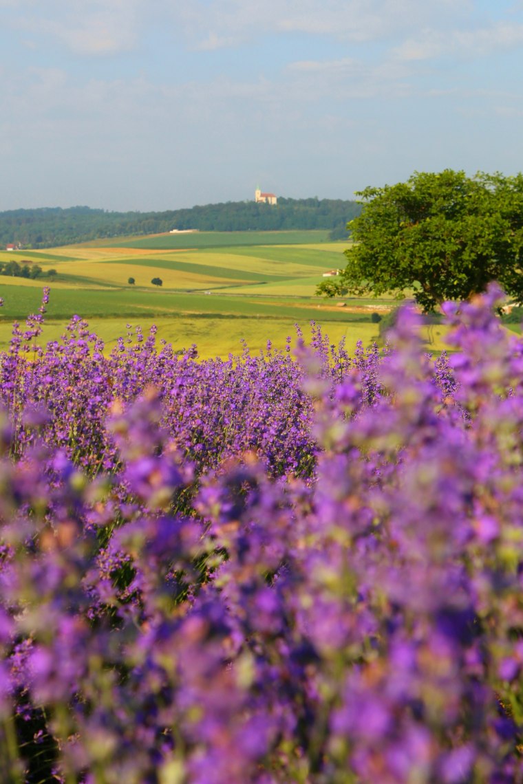 Lavendel, © Weinviertel Tourismus