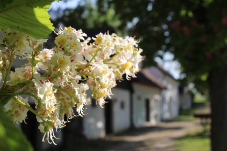 Kastanie, © Weinviertel Tourismus