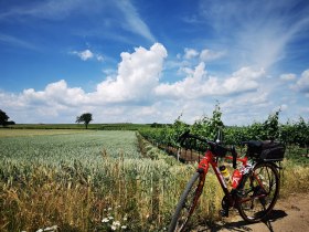 Radtourenempfehlung - Weinerlebnistour Pulkautal, © Weinstraße Weinviertel West