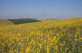 Blick auf Buschberg, © Weinviertel Tourismus / Wurnig