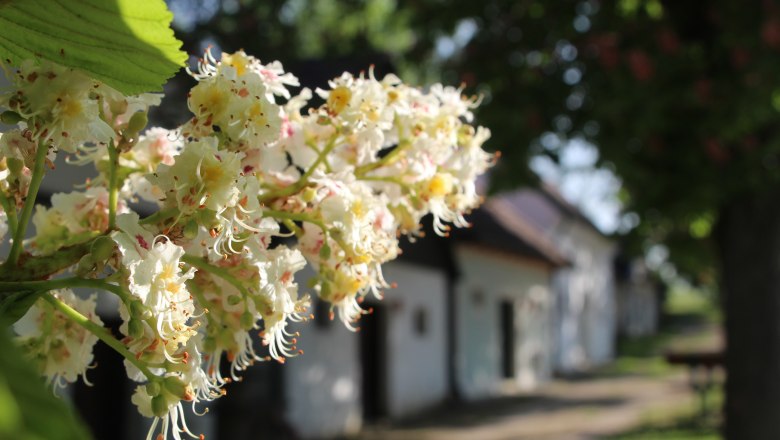 Kastanie, © Weinviertel Tourismus