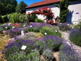 Herrliche Düfte im Lavendelschaugarten in Unterdürnbach, © Weinstraße Weinviertel West