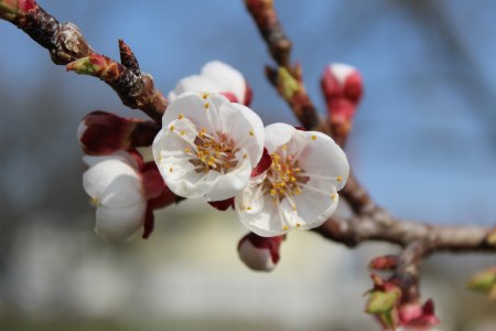 Blüte , © Weinviertel Tourismus