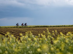 Pankraz-Radweg durch Weinberge, © Erwin Haiden