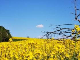 Blühende Rapsfelder zieren im Frühjahr die Radwege, © Weinstraße Weinviertel West