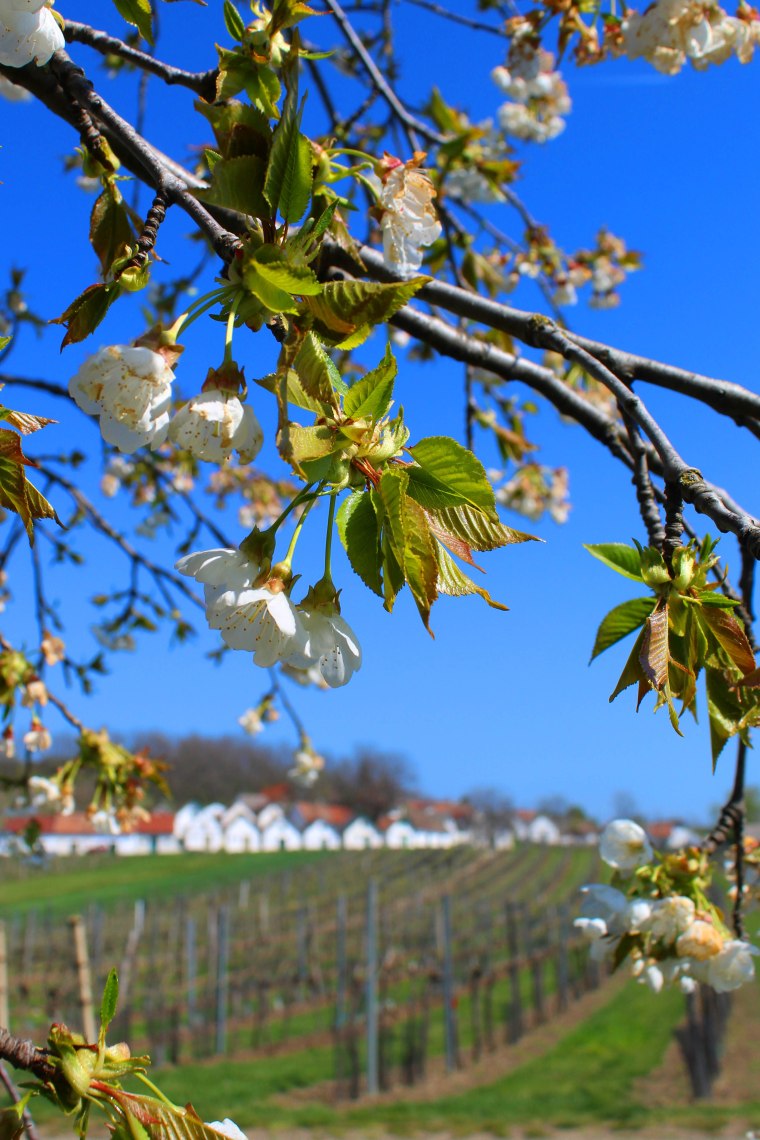 Blüten am Galgenberg, © Weinviertel Tourismus