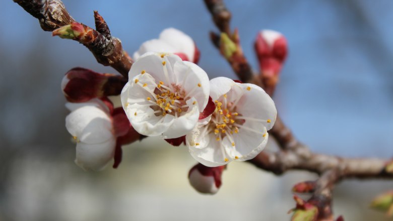 Blüte , © Weinviertel Tourismus