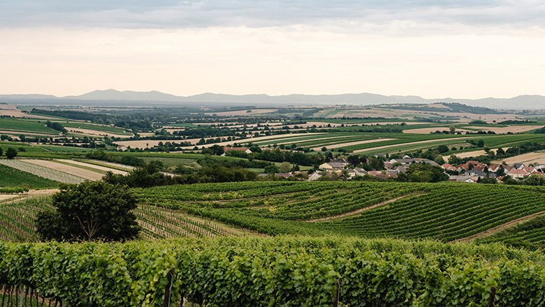 Weinort Herrnbaumgarten, © Michael Reidinger