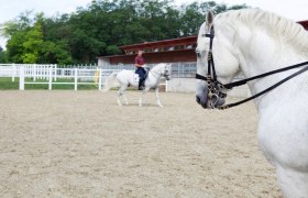 Lipizzaner beim Training, © Spanische Hofreitschule_Julie Brass