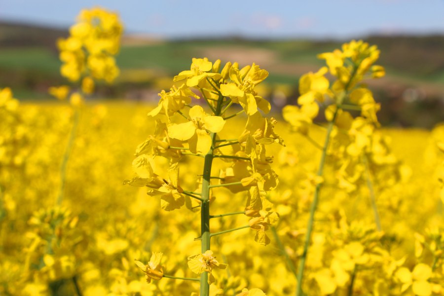 Raps, © Weinviertel Tourismus