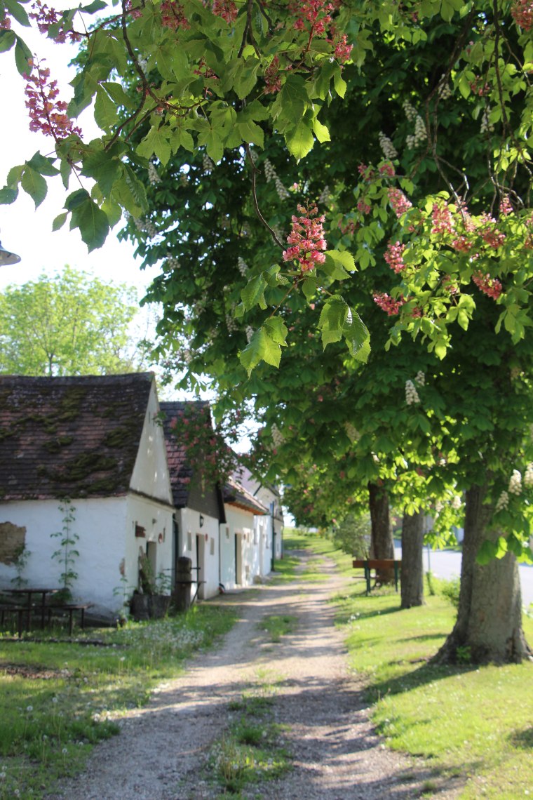 Kastanie, © Weinviertel Tourismus