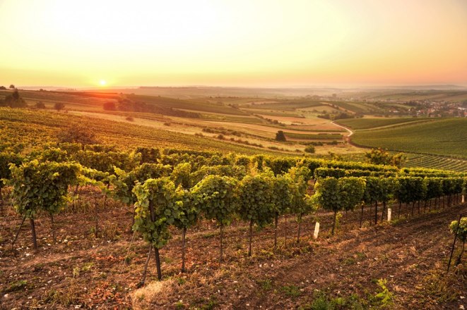 Weinort Herrnbaumgarten, © POV