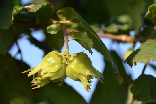 von der Haselnussplantage von Erla exoten oder, © Erla Exoten / Thomas Labuda