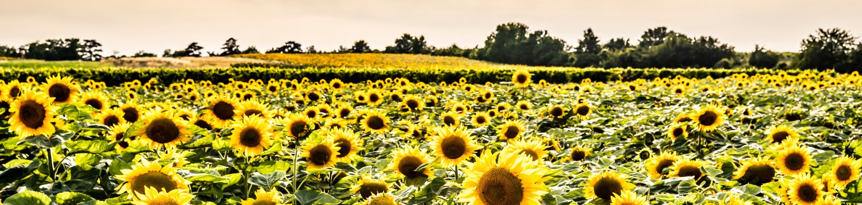 Sonnenblumenfeld im Weinviertel, © Weinviertel Tourismus / POV_Herbst